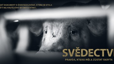 Svědectví: Pravda, která měla zůstat skryta (České Budějovice)