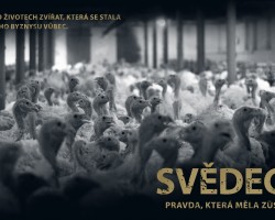 Svědectví: Pravda, která měla zůstat skryta (Hradec Králové)