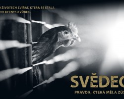Svědectví: Pravda, která měla zůstat skryta (Plzeň)