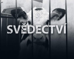 Benefice pro Svědectví (Praha)
