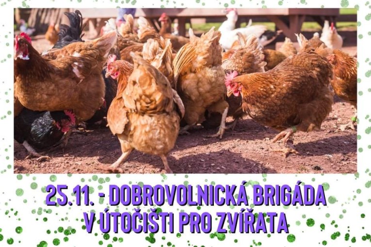 Dobrovolnická brigáda (Třebihošt)