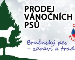 Prodej vánočních psů (Brno)
