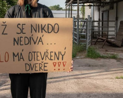 Soud s pachateli týrání zvířat na jatkách v Hraběticích (Znojmo)
