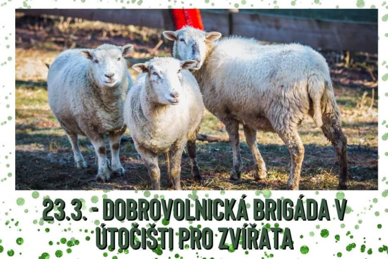Dobrovolnická brigáda na Statku bez krutosti (Třebihošt)