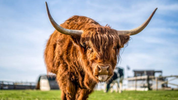 Soucitné Velikonoce na Farmě Naděje (Dobrovítov)
