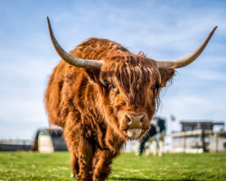 Soucitné Velikonoce na Farmě Naděje (Dobrovítov)