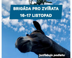 Brigáda v azylu Nech mě růst (Nová ves u Leštiny)