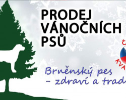 Prodej Vánočních psů (Brno)