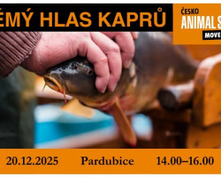 Němý hlas kaprů. Animal Save Česko (Pardubice)