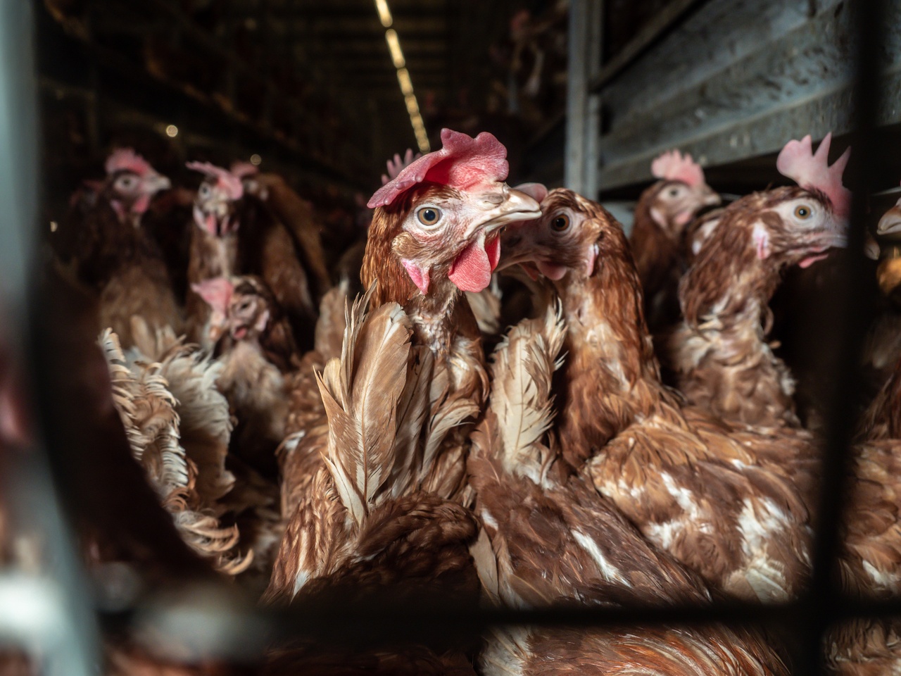 Hens FreeRange 3 mtfXVD6