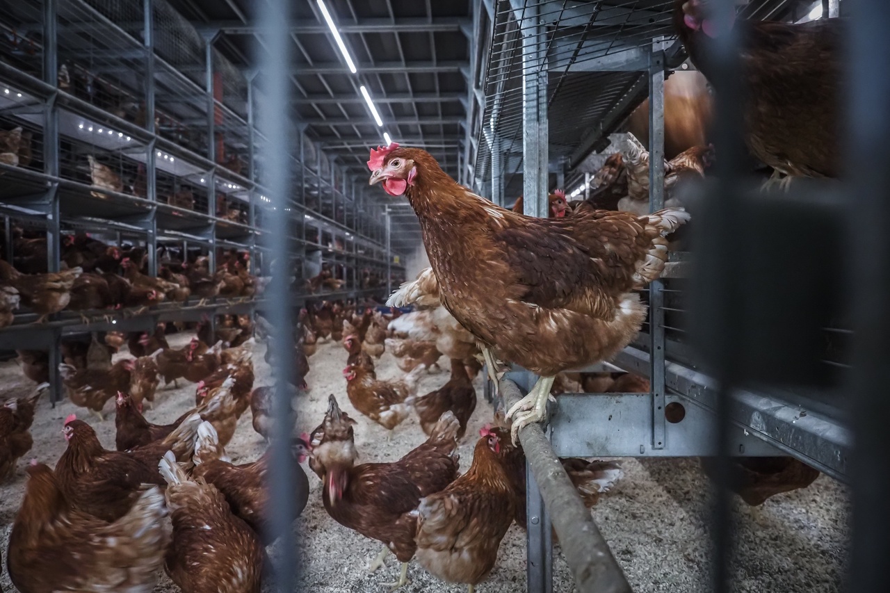 Hens FreeRange 53 2auBAsl69