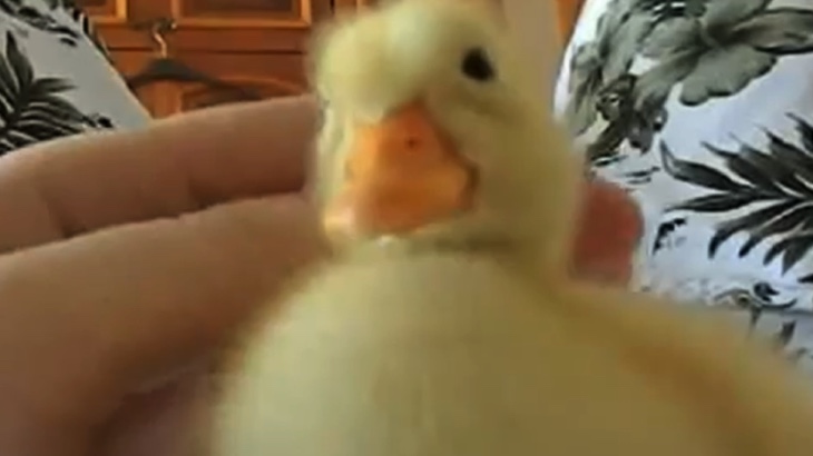 Přítulné kachňátko 