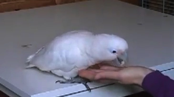 Papoušci jsou schopni směňovat oříšky