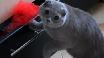 Kočka chycená při činu