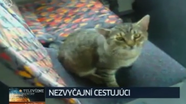 Chytré bratislavské kočky jezdící autobusem