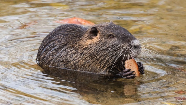 Nutrie se zabydlely v hlavním městě