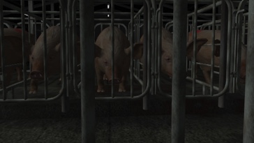 3D simulace: očima prasnice v kleci