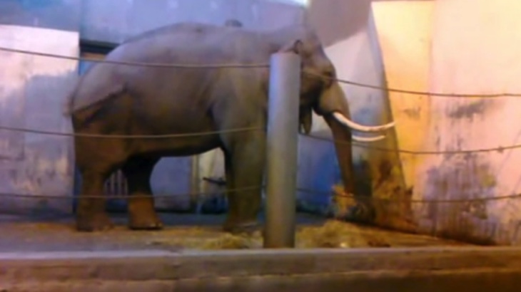 Sloni v ZOO Praha