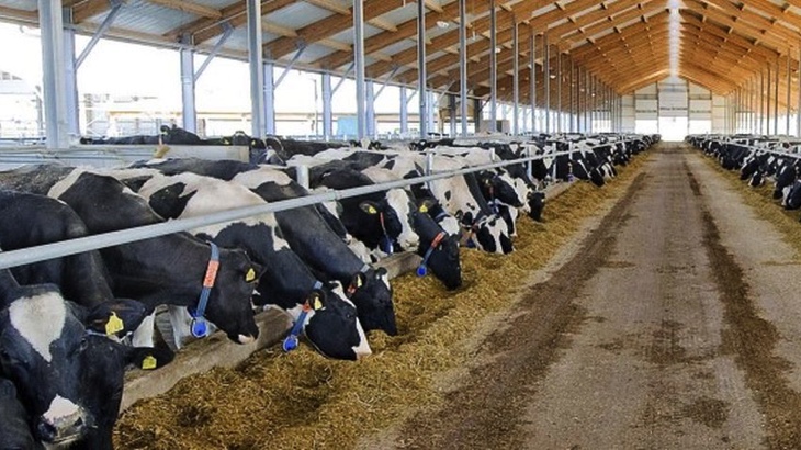 Špinavý obchod s krví nenarozených telat