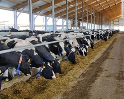 Špinavý obchod s krví nenarozených telat