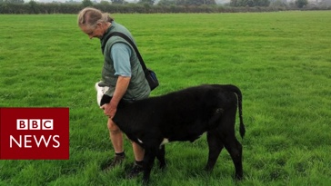 BBC: Cenu BAFTA získal snímek o veganském farmáři, který se vzdal svého stáda